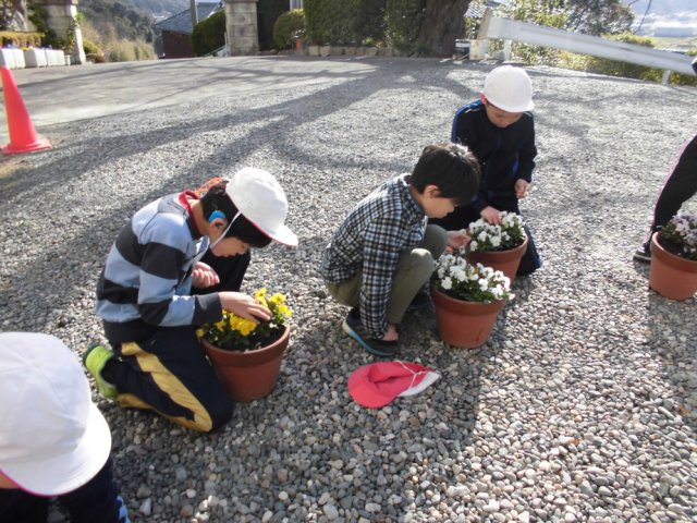 ビオラの花がら摘み 12月 18年 金指小学校 ブログ 金指小学校